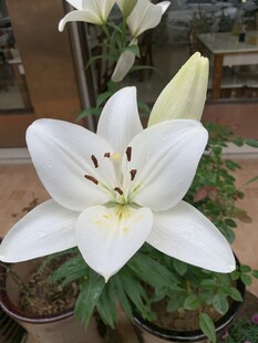 百合花