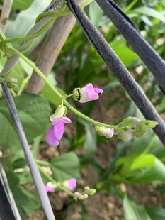 扁豆花