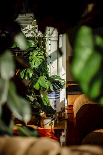室内绿植营造