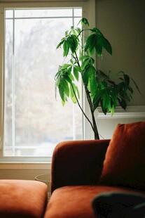 窗边绿植与舒