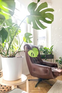 舒适室内空间的绿植与座椅