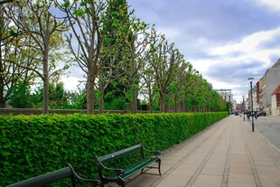 城市林荫步道