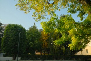 秋日街头绿树