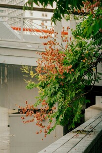 窗边绽放的鲜艳花卉植物
