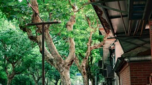庭院绿植与古