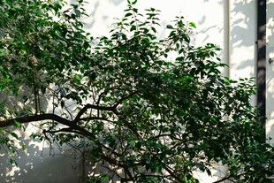 窗边繁茂绿植