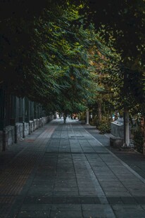 静谧林荫小道