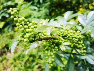 青花椒果