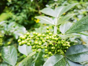 嫩绿花椒