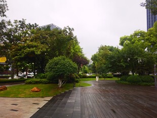 雨后城市林荫道路景观