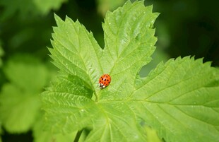 绿叶上的红色瓢虫