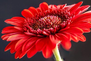 鲜艳红雏菊特写