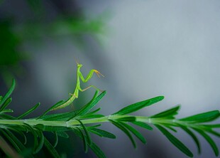 绿叶上的小螳螂
