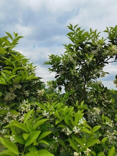 繁茂绿植蓝天白云相衬