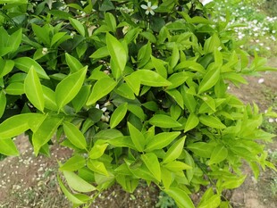 绿叶白花的繁茂植物