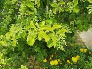 绿叶黄花的清新植物景观