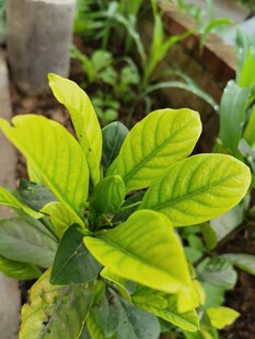 嫩绿叶片的清新植物