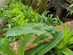 繁茂绿植景观