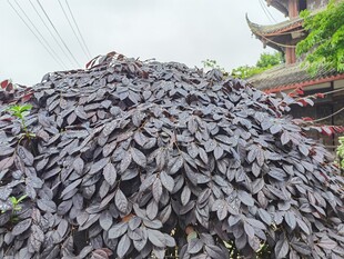 紫叶植物景观