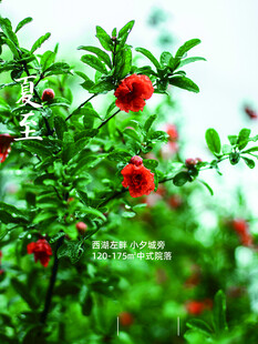 夏至 