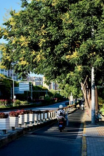 城市绿荫下的静谧街道