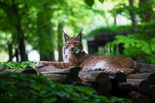 猞猁