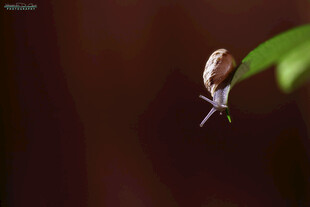 蜗牛