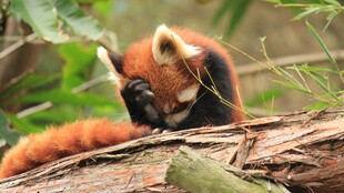 小熊猫