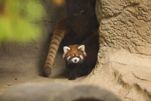 小熊猫