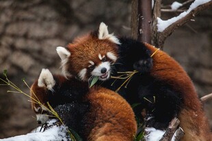 小熊猫