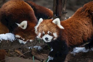 雪地中的小熊猫