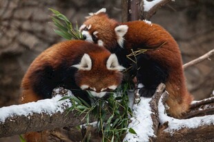 雪中小熊猫嬉戏