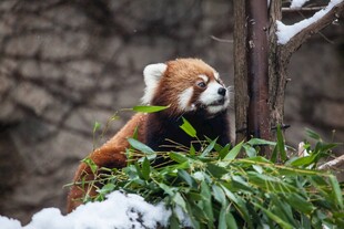 小熊猫