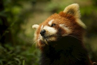 小熊猫