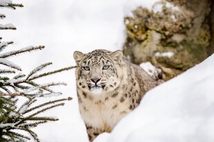 雪豹