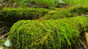苔藓