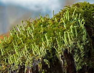翠绿苔藓特写