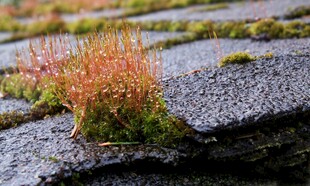 苔藓