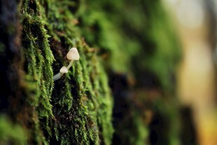 青苔上的小蘑菇