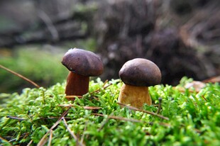草地上的双生蘑菇
