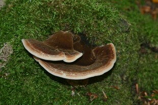 青苔上的两朵褐色蘑菇