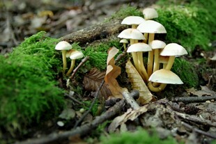 草丛中的白色小蘑菇