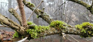 苔藓