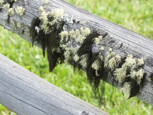 木杆上的菌类与青苔景观