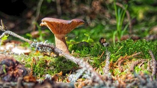 森林中生长的独特蘑菇