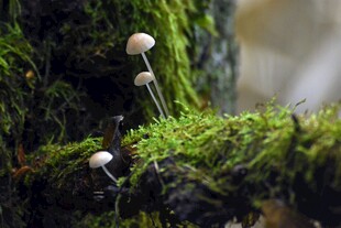 青苔上的小巧蘑菇