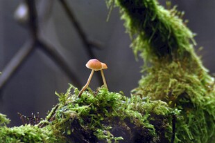 苔藓上的小巧蘑菇