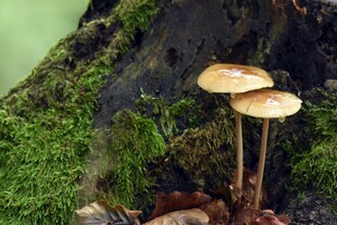 苔藓间的蘑菇