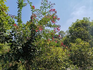 繁茂绿植