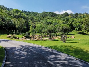 蜿蜒小路旁的绿意景观